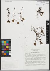 Foto von Salix rotundifolia Trautv.